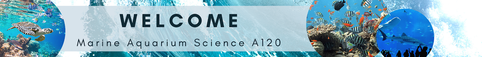 banner text has contrast banner text has contrast between text and background color